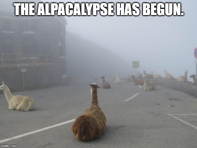 Alpacalypse | THE ALPACALYPSE HAS BEGUN. | image tagged in armageddon,animal,alpaca,FreeKarma4U | made w/ Imgflip meme maker