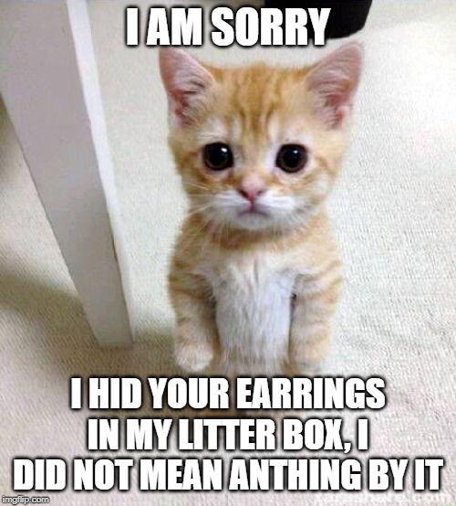 Cute Cat Meme | I AM SORRY; I HID YOUR EARRINGS IN MY LITTER BOX, I DID NOT MEAN ANTHING BY IT | image tagged in memes,cute cat | made w/ Imgflip meme maker