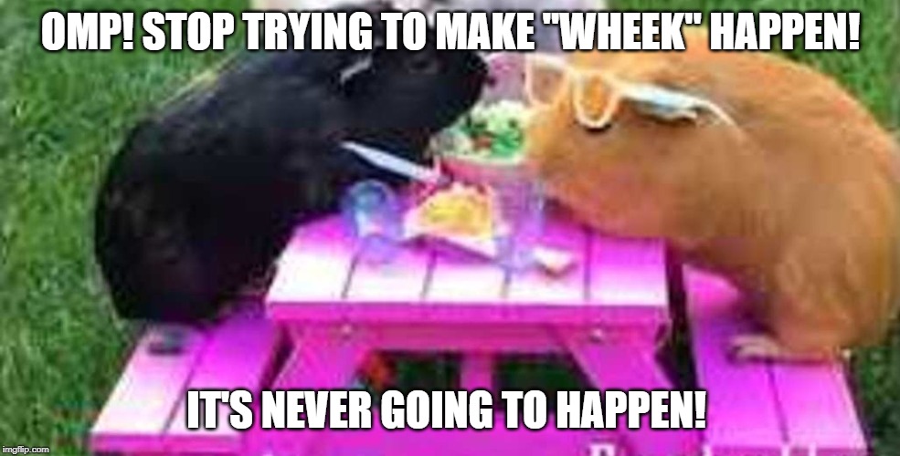Make wheek happen | OMP! STOP TRYING TO MAKE "WHEEK" HAPPEN! IT'S NEVER GOING TO HAPPEN! | image tagged in mean girls,guinea pigs | made w/ Imgflip meme maker