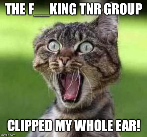 scared cat | THE F__KING TNR GROUP; CLIPPED MY WHOLE EAR! | image tagged in scared cat | made w/ Imgflip meme maker