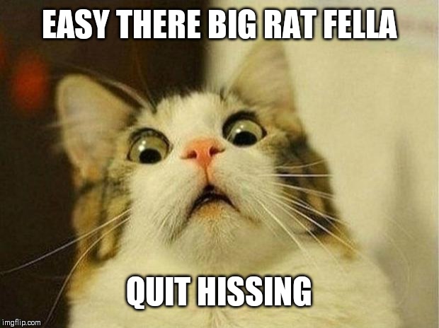 Scared Cat Meme | EASY THERE BIG RAT FELLA; QUIT HISSING | image tagged in memes,scared cat | made w/ Imgflip meme maker