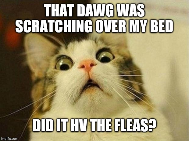 Scared Cat | THAT DAWG WAS SCRATCHING OVER MY BED; DID IT HV THE FLEAS? | image tagged in memes,scared cat | made w/ Imgflip meme maker