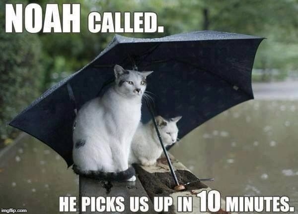 Way too much rain | image tagged in noah,flood,cathumor | made w/ Imgflip meme maker