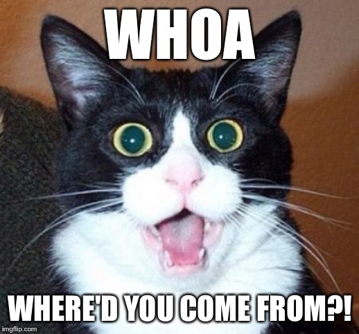 WHOA WHERE'D YOU COME FROM?! | image tagged in surprised cat lol | made w/ Imgflip meme maker