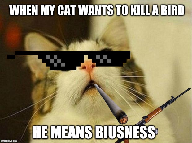 Scared Cat | WHEN MY CAT WANTS TO KILL A BIRD; HE MEANS BIUSNESS | image tagged in memes,scared cat | made w/ Imgflip meme maker