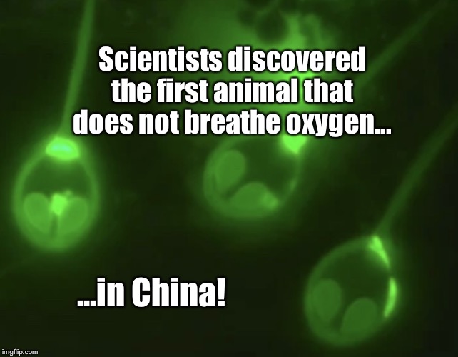 Chinese Bat Does Not Breathe Oxygen | Scientists discovered the first animal that does not breathe oxygen... ...in China! | image tagged in made in china,memes,bat,animal does not breathe oxygen,coronavirus,covid-19 | made w/ Imgflip meme maker