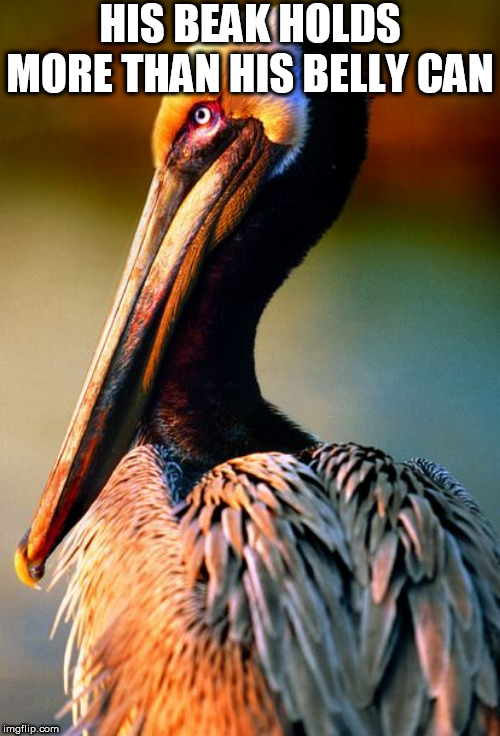Do you Know the STORY of THE PELICAN? | HIS BEAK HOLDS MORE THAN HIS BELLY CAN | image tagged in pelican,true story,do you know,of the | made w/ Imgflip meme maker