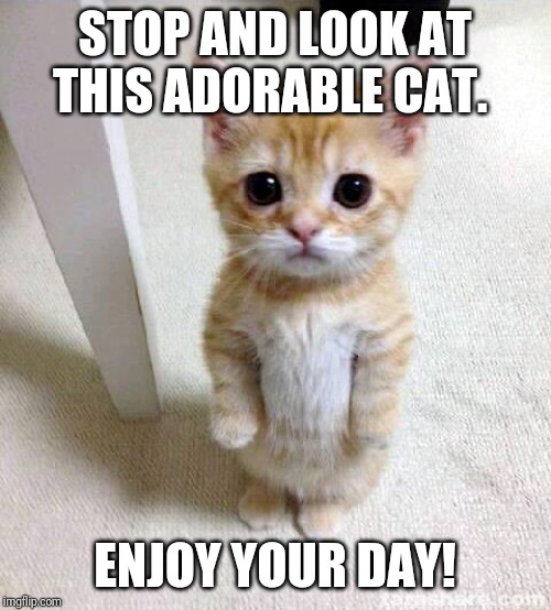 Cute Cat Meme | STOP AND LOOK AT THIS ADORABLE CAT. ENJOY YOUR DAY! | image tagged in memes,cute cat,cute,funny,funny memes | made w/ Imgflip meme maker