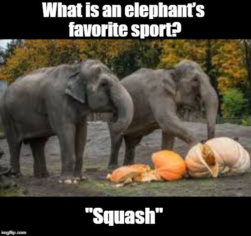 Favorite sports | What is an elephant’s 
favorite sport? "Squash" | image tagged in favorites | made w/ Imgflip meme maker