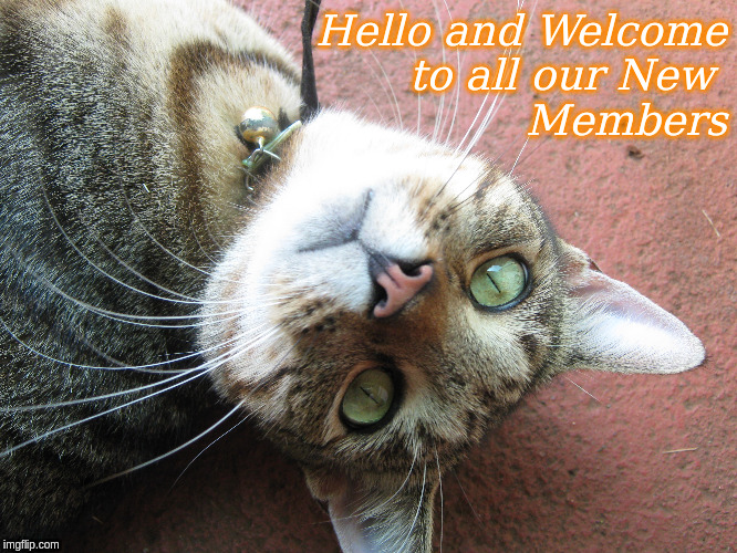 Hello and Welcome to all our New Members | Hello and Welcome
to all our New 
Members | image tagged in hello,welcome,cats,memes | made w/ Imgflip meme maker
