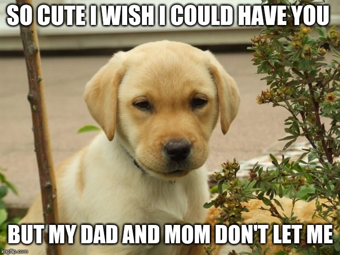 so cute dog | SO CUTE I WISH I COULD HAVE YOU; BUT MY DAD AND MOM DON'T LET ME | image tagged in funny dog memes | made w/ Imgflip meme maker