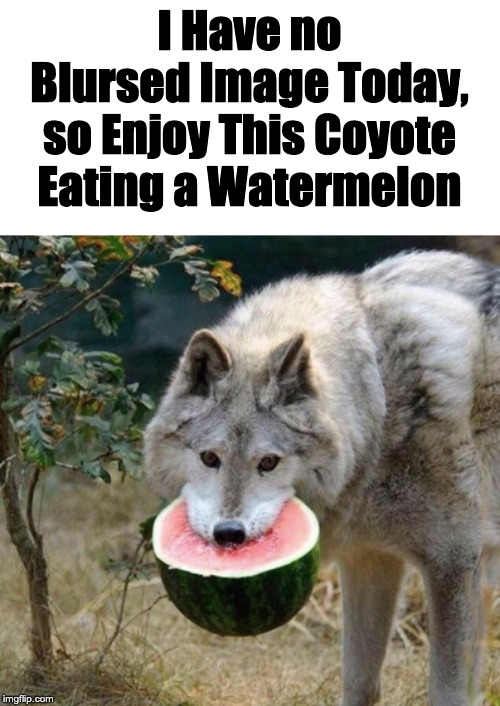 Coyote Melon | I Have no Blursed Image Today, so Enjoy This Coyote Eating a Watermelon | made w/ Imgflip meme maker