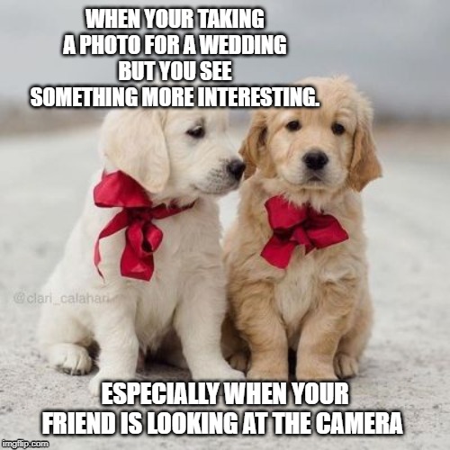 Wedding Photos | WHEN YOUR TAKING A PHOTO FOR A WEDDING BUT YOU SEE SOMETHING MORE INTERESTING. ESPECIALLY WHEN YOUR FRIEND IS LOOKING AT THE CAMERA | image tagged in cute puppies,wedding,photos | made w/ Imgflip meme maker