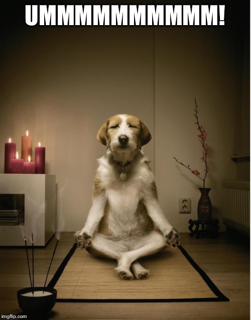dog meditation funny | UMMMMMMMMMM! | image tagged in dog meditation funny | made w/ Imgflip meme maker