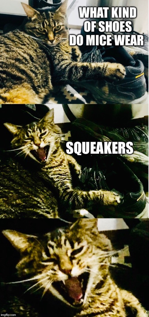 Cat shoe jokes Blank Meme Template