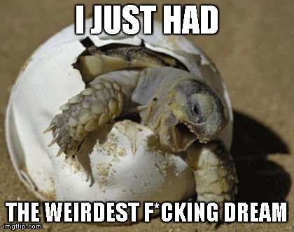 image tagged in turtles,egg,dream,weird