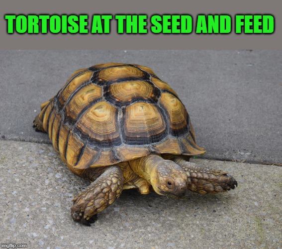 TORTOISE AT THE SEED AND FEED | made w/ Imgflip meme maker
