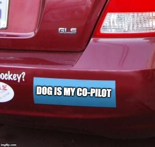 Blank bumper sticker |  DOG IS MY CO-PILOT | image tagged in blank bumper sticker | made w/ Imgflip meme maker