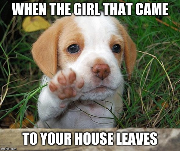 dog puppy bye | WHEN THE GIRL THAT CAME; TO YOUR HOUSE LEAVES | image tagged in dog puppy bye | made w/ Imgflip meme maker