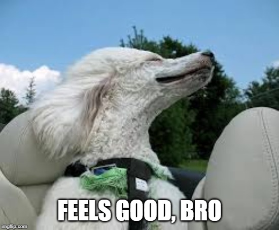 realxing poodle | FEELS GOOD, BRO | image tagged in realxing poodle | made w/ Imgflip meme maker