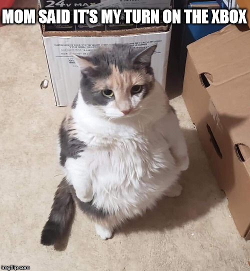 i am önce again asking you for lööps bröther | MOM SAID IT'S MY TURN ON THE XBOX | image tagged in cat memes,xbox | made w/ Imgflip meme maker