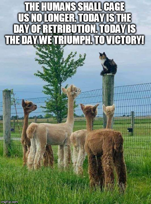 Oh Great Cat of the Post, what be thy wisdom? | THE HUMANS SHALL CAGE US NO LONGER. TODAY IS THE DAY OF RETRIBUTION. TODAY IS THE DAY WE TRIUMPH. TO VICTORY! | image tagged in cat memes,speech | made w/ Imgflip meme maker