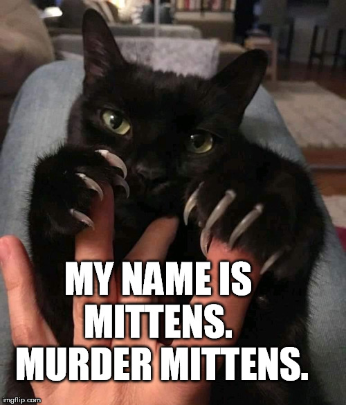 MY NAME IS MITTENS.
 MURDER MITTENS. | image tagged in cat memes,claws | made w/ Imgflip meme maker