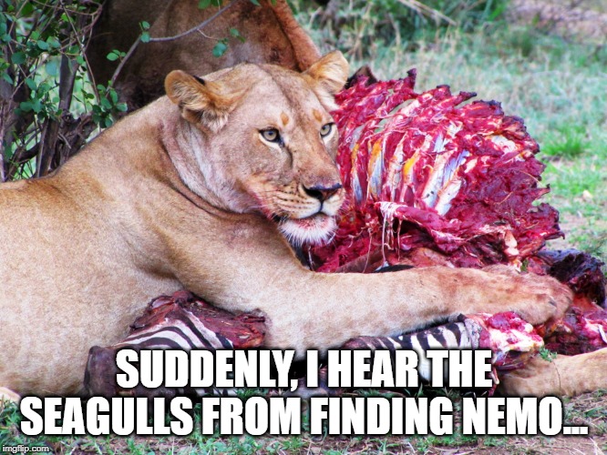 Mine??? | SUDDENLY, I HEAR THE SEAGULLS FROM FINDING NEMO... | image tagged in funny cats | made w/ Imgflip meme maker