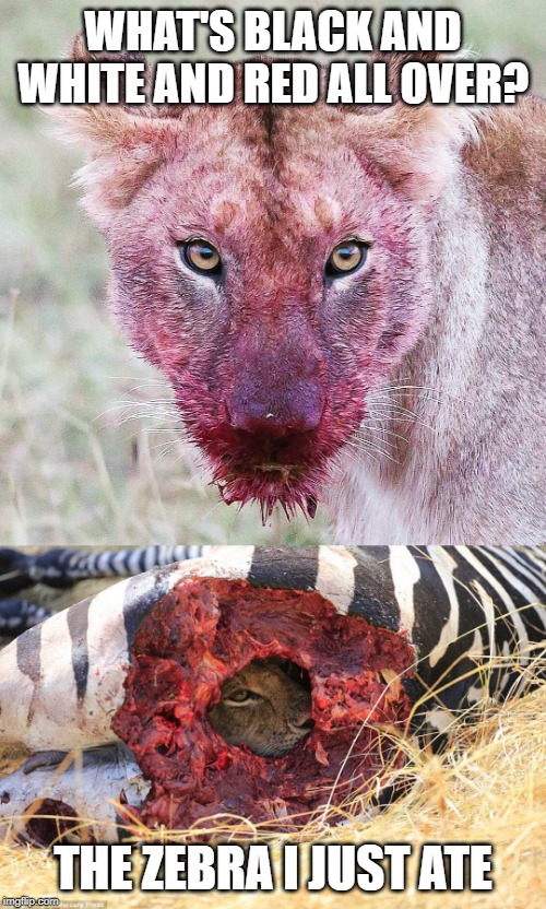 A Bloody Mess | WHAT'S BLACK AND WHITE AND RED ALL OVER? THE ZEBRA I JUST ATE | image tagged in dark humor | made w/ Imgflip meme maker