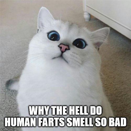 wat? | WHY THE HELL DO HUMAN FARTS SMELL SO BAD | image tagged in wat | made w/ Imgflip meme maker