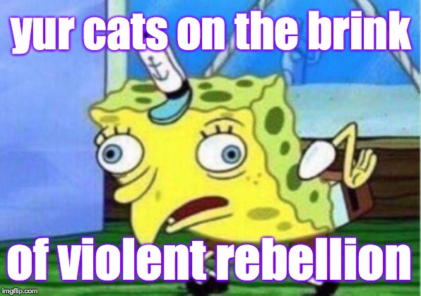 Mocking Spongebob Meme | yur cats on the brink of violent rebellion | image tagged in memes,mocking spongebob | made w/ Imgflip meme maker
