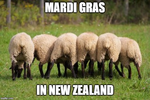 Mardi Gras in New Zealand | MARDI GRAS; IN NEW ZEALAND | image tagged in sheep | made w/ Imgflip meme maker
