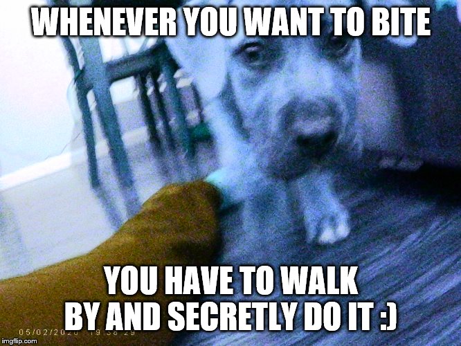 puppy wants to bite | WHENEVER YOU WANT TO BITE; YOU HAVE TO WALK BY AND SECRETLY DO IT :) | image tagged in puppy,cute puppies,dogs,funny dogs | made w/ Imgflip meme maker