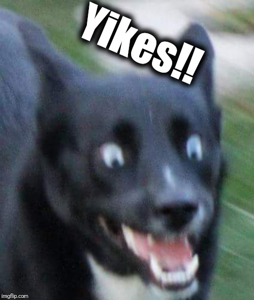 Scared Doggo | Yikes!! | image tagged in scared doggo | made w/ Imgflip meme maker