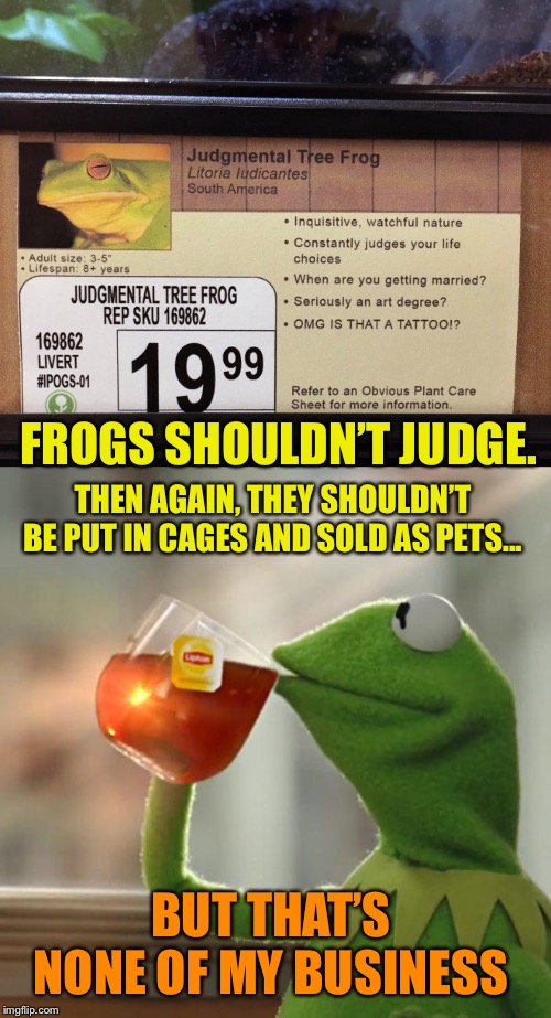 Judge not, lest ye be tree frog | FROGS SHOULDN’T JUDGE. THEN AGAIN, THEY SHOULDN’T BE PUT IN CAGES AND SOLD AS PETS... BUT THAT’S NONE OF MY BUSINESS | image tagged in memes,but thats none of my business,judgemental,tree,frog,kermit sipping tea | made w/ Imgflip meme maker