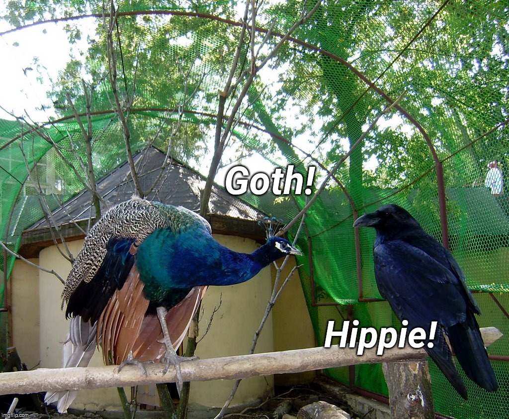 Birds not of a feather | Goth! Hippie! | image tagged in peacock and raven,humor | made w/ Imgflip meme maker