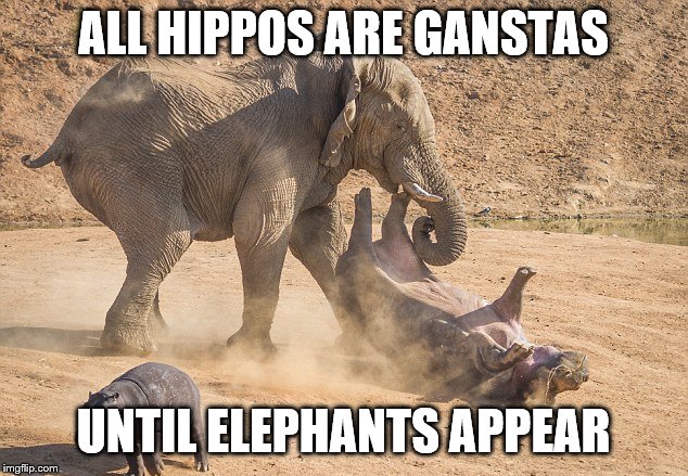 elephant | ALL HIPPOS ARE GANSTAS; UNTIL ELEPHANTS APPEAR | image tagged in elephant | made w/ Imgflip meme maker