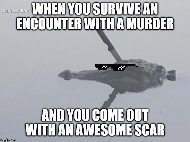 Alligator with knife in head | WHEN YOU SURVIVE AN ENCOUNTER WITH A MURDER; AND YOU COME OUT WITH AN AWESOME SCAR | image tagged in alligator with knife in head | made w/ Imgflip meme maker