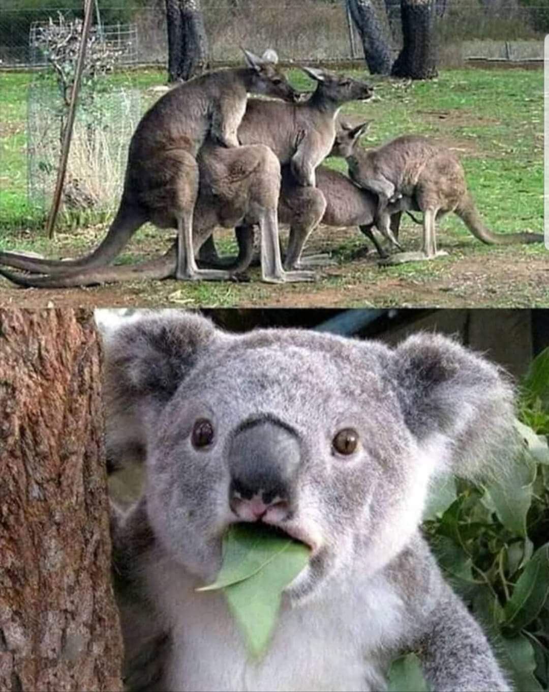 kangaroo group love koala shocked Blank Meme Template