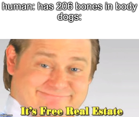 human: has 206 bones in body
dogs: | image tagged in memes,pets,dogs,its free real estate | made w/ Imgflip meme maker