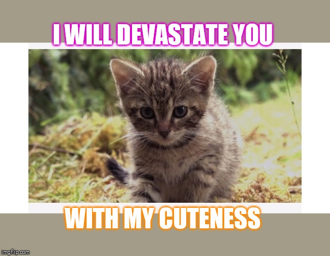 BABY WILDCAT | I WILL DEVASTATE YOU; WITH MY CUTENESS | image tagged in cute kitty,wildcats | made w/ Imgflip meme maker