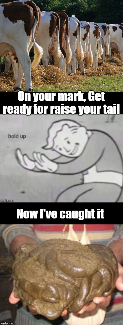 One your mark | On your mark, Get ready for raise your tail; Now I've caught it | image tagged in funny | made w/ Imgflip meme maker