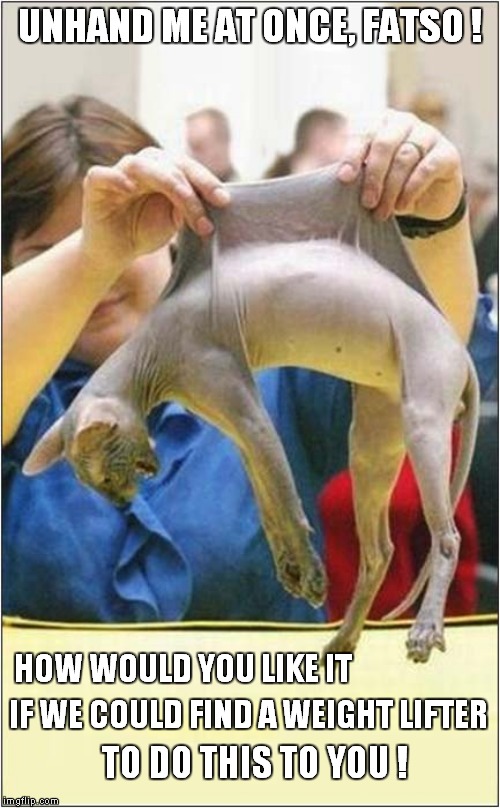 Unhappy Stretchy Hairless | UNHAND ME AT ONCE, FATSO ! HOW WOULD YOU LIKE IT; IF WE COULD FIND A WEIGHT LIFTER; TO DO THIS TO YOU ! | image tagged in cats | made w/ Imgflip meme maker