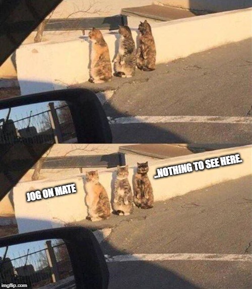  ..NOTHING TO SEE HERE. JOG ON MATE | image tagged in cats | made w/ Imgflip meme maker