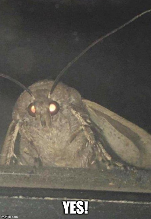 Moth | YES! | image tagged in moth | made w/ Imgflip meme maker