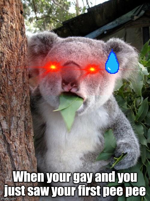 Surprised Koala Meme | When your gay and you just saw your first pee pee | image tagged in memes,surprised koala | made w/ Imgflip meme maker
