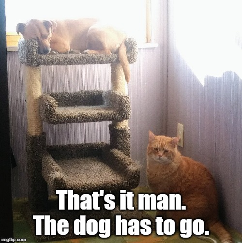 That's it man. The dog has to go. | image tagged in cat,dog,funny | made w/ Imgflip meme maker