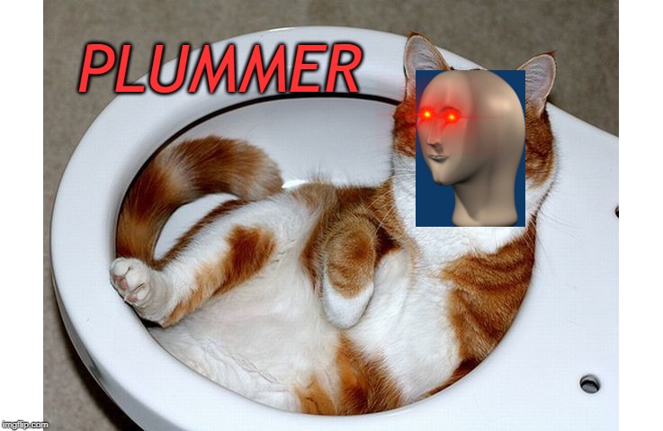 Stonk Plummer | PLUMMER | image tagged in funny cat,cat,stonks,plumber,pipes,wesley crusher | made w/ Imgflip meme maker