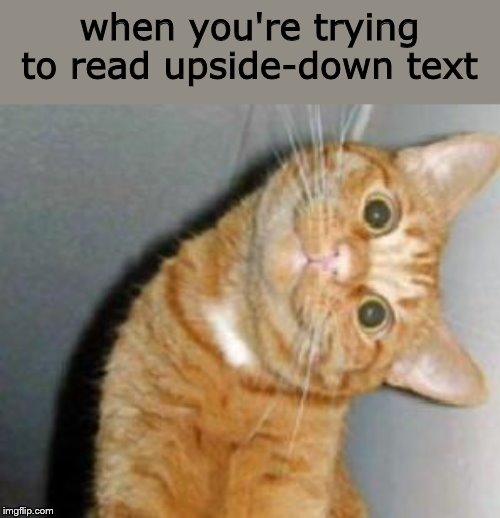 Cat has a question | when you're trying to read upside-down text | image tagged in cat has a question | made w/ Imgflip meme maker