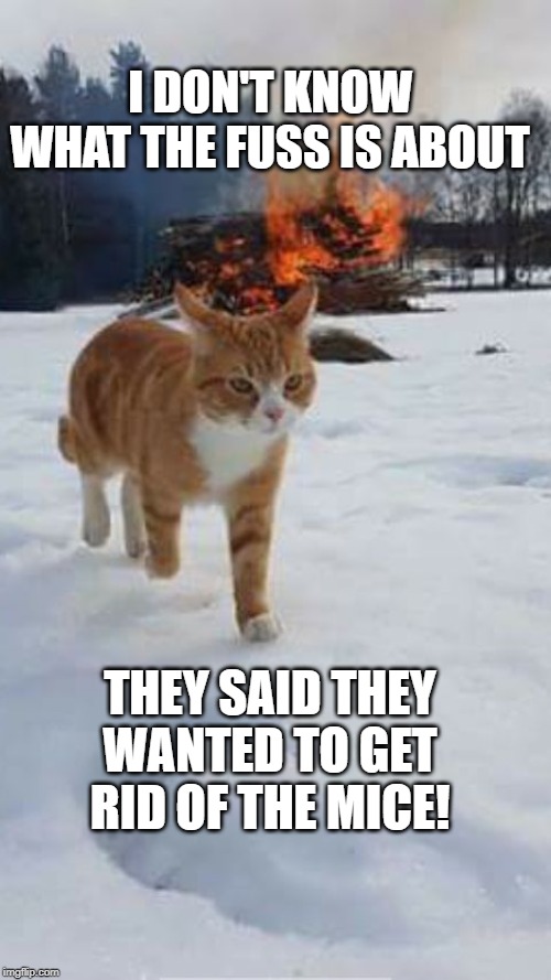 Oops! Bad kitty | I DON'T KNOW WHAT THE FUSS IS ABOUT; THEY SAID THEY WANTED TO GET RID OF THE MICE! | image tagged in oops bad kitty | made w/ Imgflip meme maker